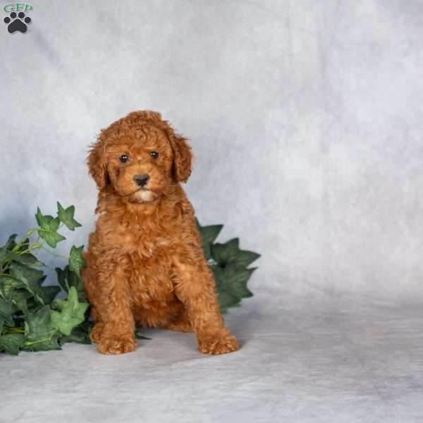Eliza, Miniature Poodle Puppy